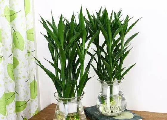 植物常识问题|富贵竹如何养护才能常年绿油油的