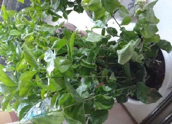 植物常识问题|茉莉花长得特别的瘦弱是什么原因导致的