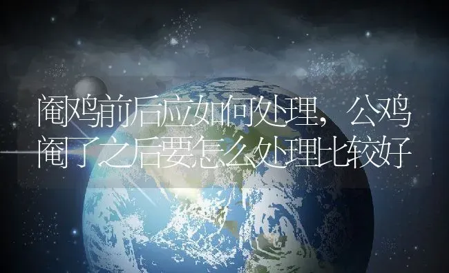 阉鸡前后应如何处理,公鸡阉了之后要怎么处理比较好 | 养殖常见问题
