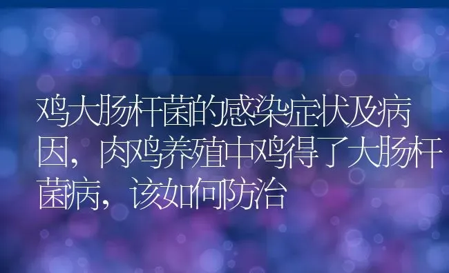 鸡大肠杆菌的感染症状及病因,肉鸡养殖中鸡得了大肠杆菌病，该如何防治 | 养殖常见问题