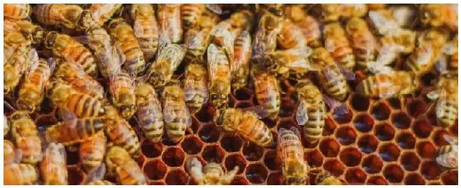 两箱蜂合并有十种方法蜂合并应该在什么时候好 | 农业答疑