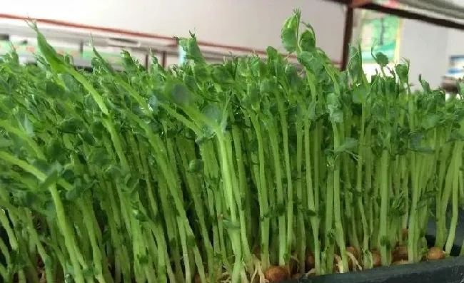 植物常识问题|豆苗菜的种植方法