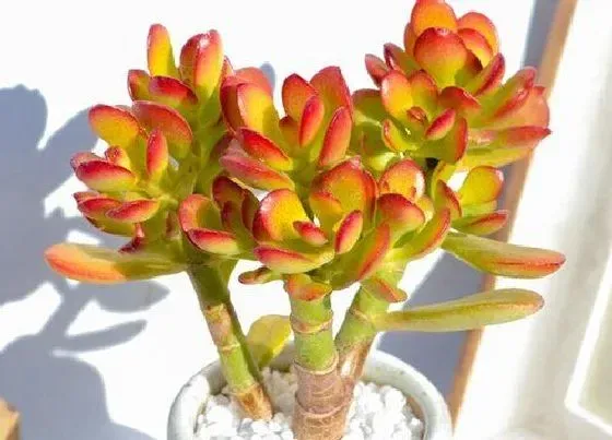 植物常识问题|夏季如何养玉树满盆绿叶