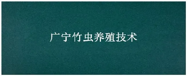 广宁竹虫养殖技术 | 三农答疑