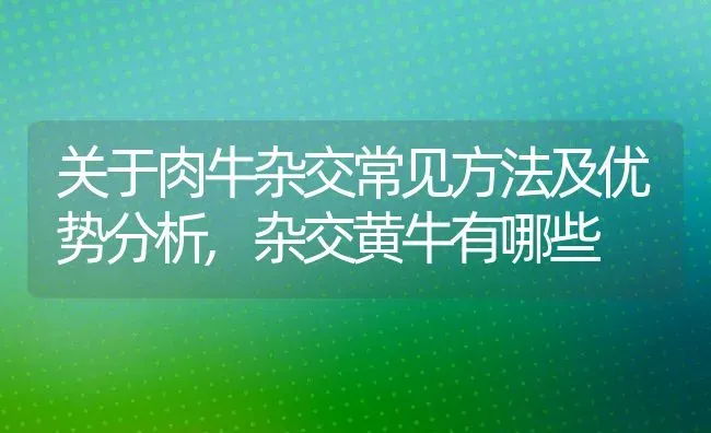 关于肉牛杂交常见方法及优势分析,杂交黄牛有哪些 | 养殖常见问题