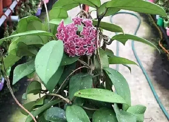 植物常识问题|球兰花怎样才能养开花容易 球兰快速开花的小窍门