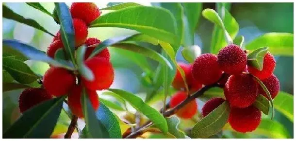 杨梅什么季节成熟 | 农业常识