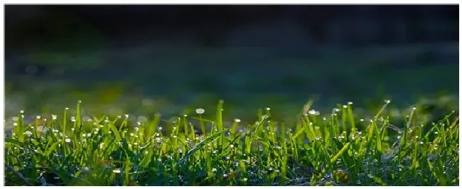 比较优质的几种牧草种植 | 农业问题