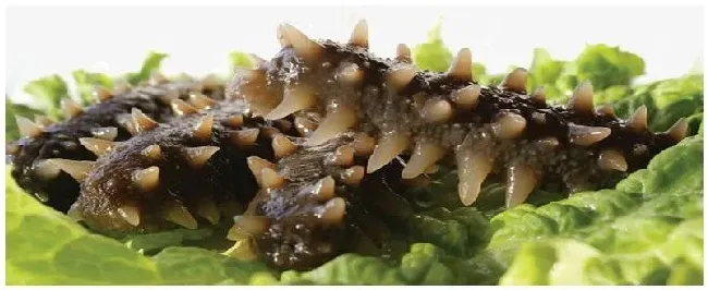 海参的好坏如何区别 | 三农答疑