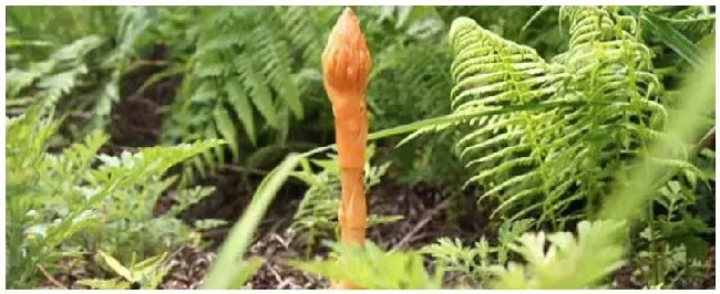 种植什么药材一年能收 | 生活常识