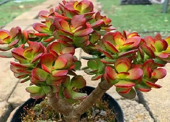 植物常识问题|夏季如何养玉树满盆绿叶