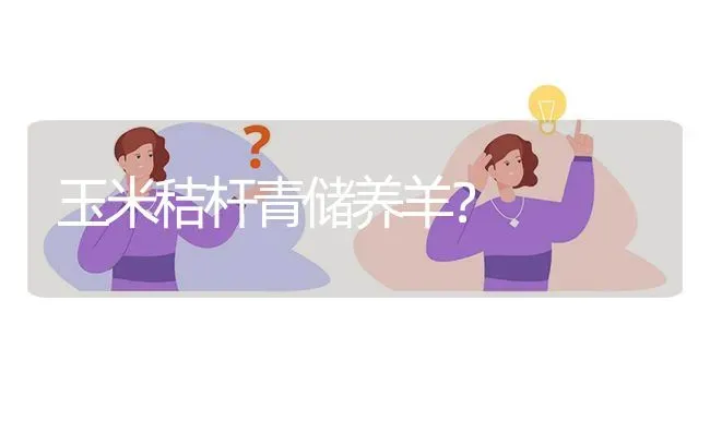 玉米秸杆青储养羊? | 养殖问题解答