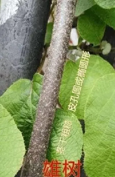 植物常识问题|猕猴桃树苗怎么区分公母图片（猕猴桃实生苗公母如何判断）