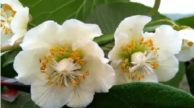 植物常识问题|猕猴桃树苗怎么区分公母图片（猕猴桃实生苗公母如何判断）