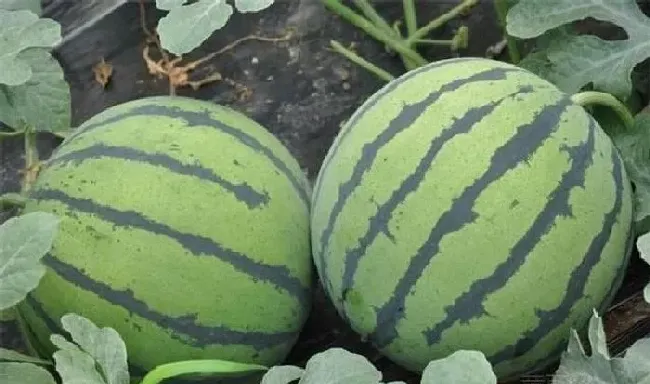 植物常识问题|西瓜苗怎么移栽种植才好（西瓜幼苗移植注意哪些问题）