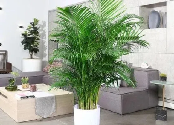 植物常识问题|凤尾竹叶子发黄是什么原因造成的 怎么补救