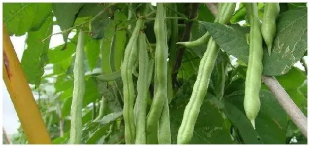 芸豆控旺用什么药 | 农业答疑