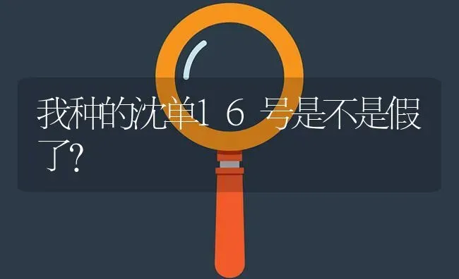 我种的沈单16号是不是假了? | 养殖问题解答