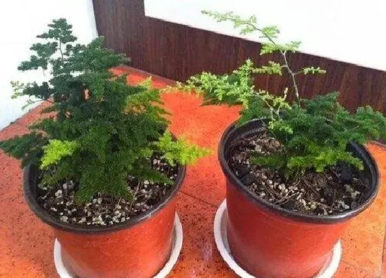 植物常识问题|春季文竹如何正确的打顶