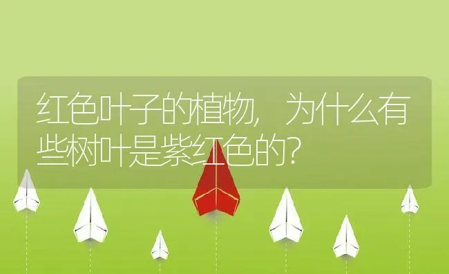 红色叶子的植物,为什么有些树叶是紫红色的？ | 养殖常见问题