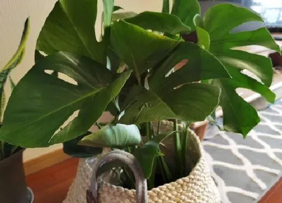 植物常识问题|龟背竹施什么肥新芽新叶总是蹭蹭冒