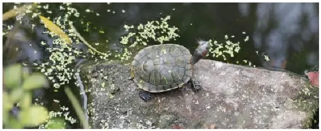 甲鱼在家里如何养 | 农业常识