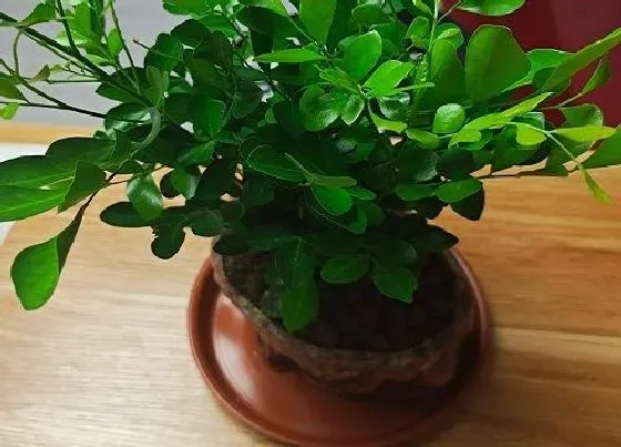 植物常识问题|九里香怎么种植方法