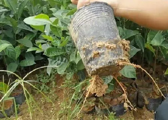 植物常识问题|菠萝蜜怎么种植方法