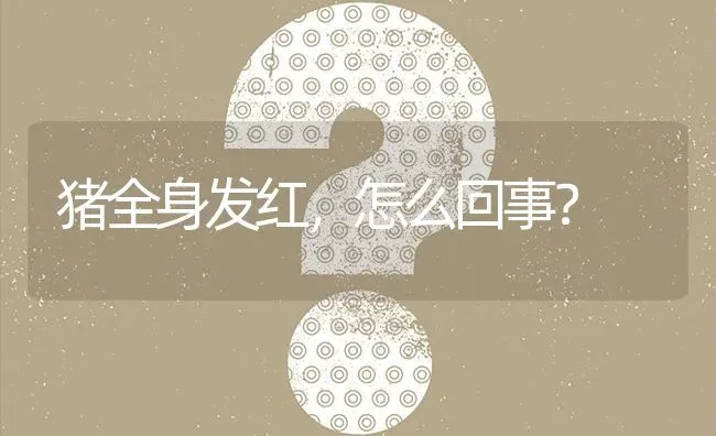 猪全身发红,怎么回事? | 养殖问题解答