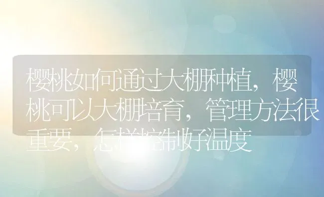 樱桃如何通过大棚种植,樱桃可以大棚培育，管理方法很重要，怎样控制好温度 | 养殖常见问题