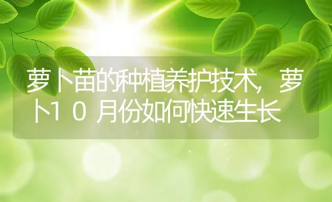 萝卜苗的种植养护技术,萝卜10月份如何快速生长 | 养殖常见问题