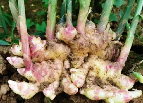 植物常识问题|生姜的种植方法