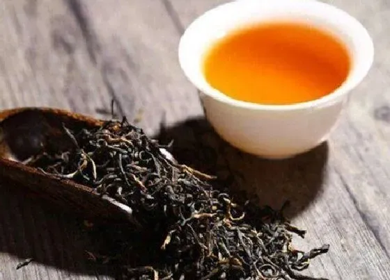 植物常识问题|红茶属于什么茶类 红茶叶的属性和功效作用