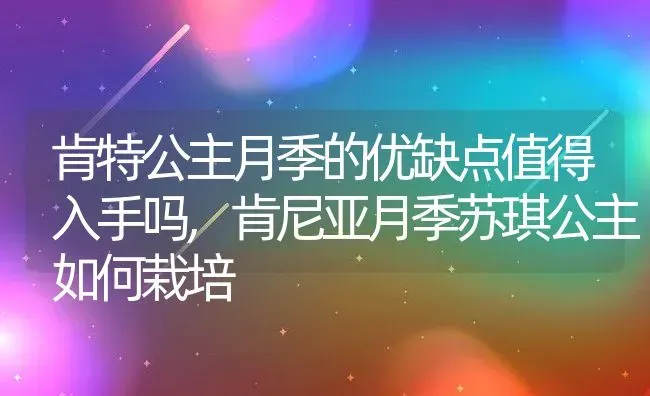 肯特公主月季的优缺点值得入手吗,肯尼亚月季苏琪公主如何栽培 | 养殖常见问题