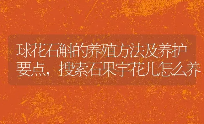 球花石斛的养殖方法及养护要点,搜索石果宇花儿怎么养 | 养殖常见问题