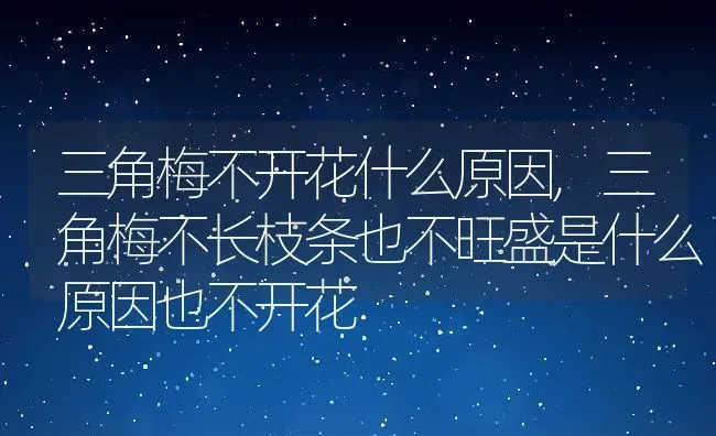 三角梅不开花什么原因,三角梅不长枝条也不旺盛是什么原因也不开花 | 养殖常见问题