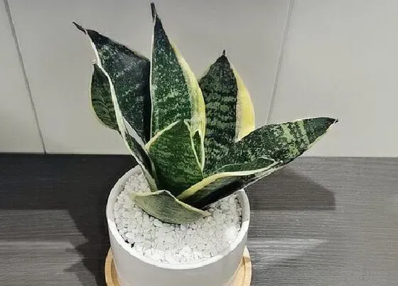植物常识问题|常见的家养植物养护秘诀