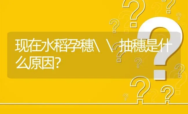 现在水稻孕穗\抽穗是什么原因? | 养殖问题解答