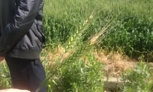 植物常识问题|如何防治小麦赤霉病的穗腐（小麦赤霉病处理时间与方法）