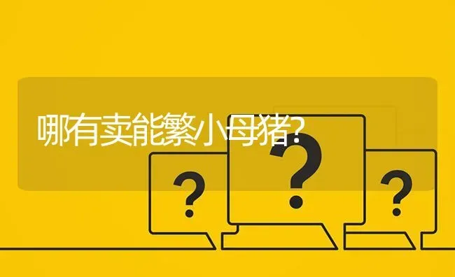 哪有卖能繁小母猪? | 养殖问题解答