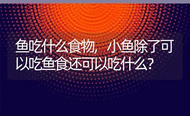 鱼吃什么食物,小鱼除了可以吃鱼食还可以吃什么？ | 养殖常见问题