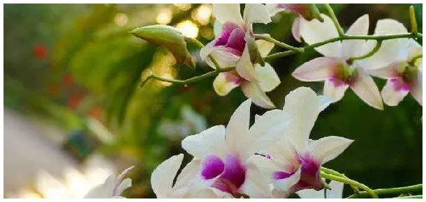 石斛为什么不开花 | 农业答疑