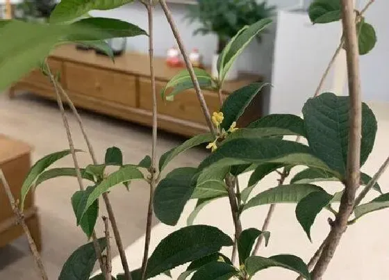 植物常识问题|桂花树好养活吗