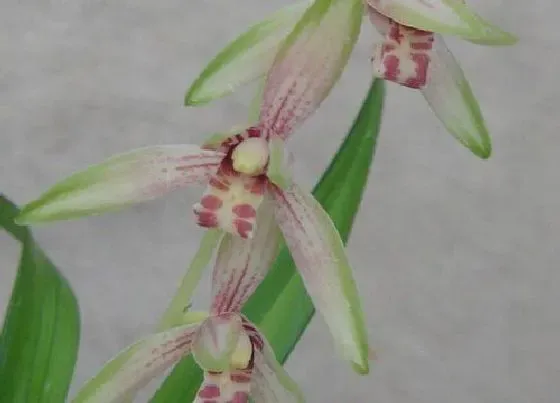植物常识问题|兰花怎么养叶片一整年干干净净又翠绿