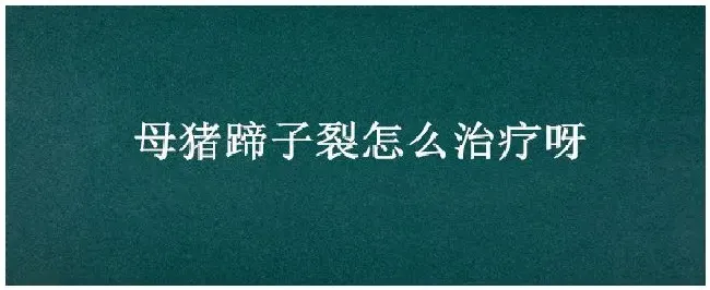 母猪蹄子裂怎么治疗呀 | 农业常识