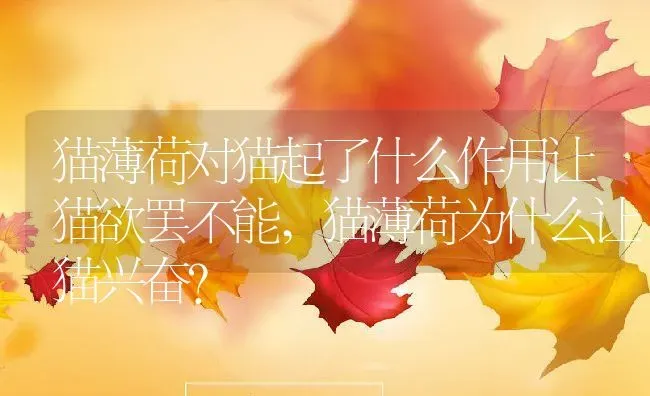 猫薄荷对猫起了什么作用让猫欲罢不能,猫薄荷为什么让猫兴奋？ | 养殖常见问题
