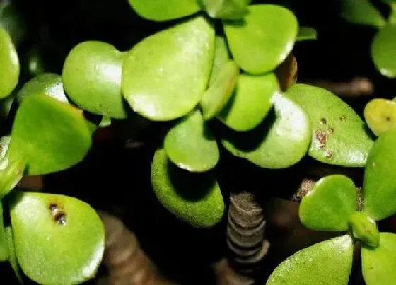 植物常识问题|想要玉树叶片油绿怎么养护