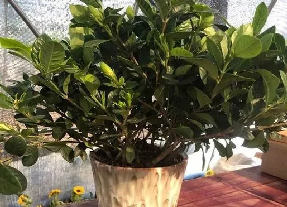 植物常识问题|栀子花落花掉蕾的原因