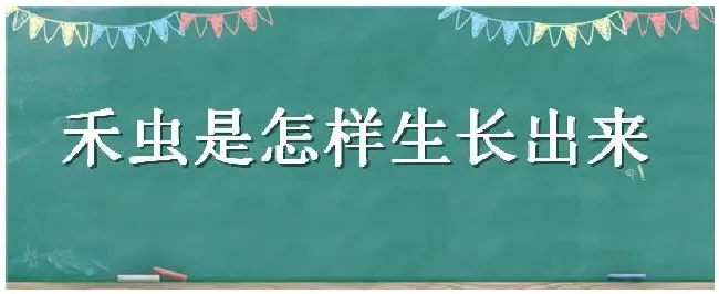 禾虫是怎样生长出来 | 农业常识