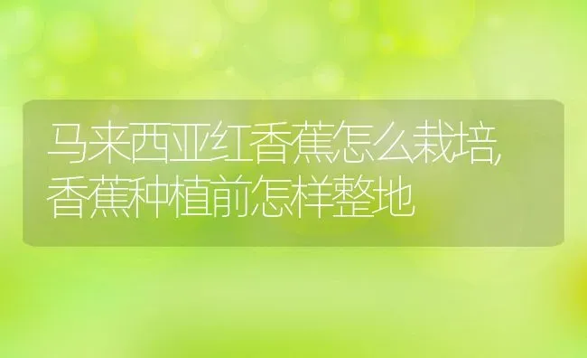 马来西亚红香蕉怎么栽培,香蕉种植前怎样整地 | 养殖常见问题